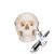 Our mini skull is a great three part anatomical model. The mini skull model precisely depicts the anatomical structures of the human skull in a manner that is true to detail and can be disassembled into skullcap, base of skull and mandible. This skull is a great addition to any classroom.

Every original 3B Scientific® Anatomy Model gives you direct access to its digital twin on your smartphone, tablet or desktop device.