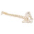 Model with squama occipitalis and pelvis. The vertebral column is mounted flexibly to demonstrate natural movements and pathological changes. If you have a budget or space restraint but don't want to sacrifice anatomical detail then this mini spinal column is for you. Delivered without stand.