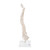 Mini Human Spinal Column Model, Flexible Mounted, on Removable Base - 3B Smart Anatomy