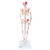 Top of the range mini human skeleton. Skillful 3B Scientific engineers using powerful hardware and software optimized the process of reproducing miniatures in order to keep all anatomical details and structures even at half natural size (80 cm).  The skull can be removed and disassembled into three parts (skullcap, base of skull, mandible). The arms and legs are removable. The hip joints are specially mounted so their natural rotation can be demonstrated. The portrayal of the muscle origins (red) and insertions (blue) on the left half. This mini skeleton can be taken off of the base when required.