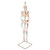 Top of the range mini human skeleton. Skillful 3B Scientific engineers using powerful hardware and software optimized the process of reproducing miniatures in order to keep all anatomical details and structures even at half natural size (80 cm).  The skull can be removed and disassembled into three parts (skullcap, base of skull, mandible). The arms and legs are removable. The hip joints are specially mounted so their natural rotation can be demonstrated. The portrayal of the muscle origins (red) and insertions (blue) on the left half. This mini skeleton can be taken off of the base when required.