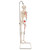 Top of the range mini human skeleton. Skillful 3B Scientific engineers using powerful hardware and software optimized the process of reproducing miniatures in order to keep all anatomical details and structures even at half natural size (80 cm).  The skull can be removed and disassembled into three parts (skullcap, base of skull, mandible). The arms and legs are removable. The hip joints are specially mounted so their natural rotation can be demonstrated. The portrayal of the muscle origins (red) and insertions (blue) on the left half. This mini skeleton can be taken off of the base when required.