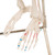 Top of the range mini human skeleton. Skillful 3B Scientific engineers using powerful hardware and software optimized the process of reproducing miniatures in order to keep all anatomical details and structures even at half natural size (80 cm).  The skull can be removed and disassembled into three parts (skullcap, base of skull, mandible). The arms and legs are removable. The hip joints are specially mounted so their natural rotation can be demonstrated. The portrayal of the muscle origins (red) and insertions (blue) on the left half. This mini skeleton can be taken off of the base when required.
