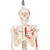 Top of the range mini human skeleton. Skillful 3B Scientific engineers using powerful hardware and software optimized the process of reproducing miniatures in order to keep all anatomical details and structures even at half natural size (80 cm).  The skull can be removed and disassembled into three parts (skullcap, base of skull, mandible). The arms and legs are removable. The hip joints are specially mounted so their natural rotation can be demonstrated. The portrayal of the muscle origins (red) and insertions (blue) on the left half. This mini skeleton can be taken off of the base when required.