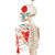 Top of the range mini human skeleton. Skillful 3B Scientific engineers using powerful hardware and software optimized the process of reproducing miniatures in order to keep all anatomical details and structures even at half natural size (80 cm).  The skull can be removed and disassembled into three parts (skullcap, base of skull, mandible). The arms and legs are removable. The hip joints are specially mounted so their natural rotation can be demonstrated. The portrayal of the muscle origins (red) and insertions (blue) on the left half. This mini skeleton can be taken off of the base when required.