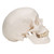 Classic Human Skull Model, 3 part - 3B Smart Anatomy