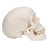 This 3 part medical quality human skull replica is a first choice for basic anatomical studies of the skull. It also makes a great present for medical professionals and students of medicine and allied health professions.