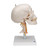 This human skull replica is flexibly mounted on a cervical spine. Features also shown are the hindbrain, spinal cord, cervical nerves, vertebral arteries, basilar artery and rear cerebral arteries. Skull can be removed from stand.