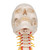 This human skull replica is flexibly mounted on a cervical spine. Features also shown are the hindbrain, spinal cord, cervical nerves, vertebral arteries, basilar artery and rear cerebral arteries. Skull can be removed from stand.