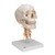 This human skull replica is flexibly mounted on a cervical spine. Features also shown are the hindbrain, spinal cord, cervical nerves, vertebral arteries, basilar artery and rear cerebral arteries. Skull can be removed from stand.