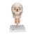This human skull replica is flexibly mounted on a cervical spine. Features also shown are the hindbrain, spinal cord, cervical nerves, vertebral arteries, basilar artery and rear cerebral arteries. Skull can be removed from stand.