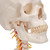 This human skull replica is flexibly mounted on a cervical spine. Features also shown are the hindbrain, spinal cord, cervical nerves, vertebral arteries, basilar artery and rear cerebral arteries. Skull can be removed from stand.