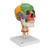 With this Human Skull Model by 3B Scientific® you are sure to have the highest quality skull model on the market. It was carefully handmade from unbreakable plastic, using 19 distinctive colors to represent the shapes and relationships of the various bone plates of the skull.