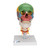 With this Human Skull Model by 3B Scientific® you are sure to have the highest quality skull model on the market. It was carefully handmade from unbreakable plastic, using 19 distinctive colors to represent the shapes and relationships of the various bone plates of the skull.