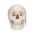 The 3 part medical quality human skull replica is a first choice for basic anatomical studies of the skull. This skull model includes an anatomically correct 5 part brain. This medical grade skull model also makes a great present for medical professionals and students of medicine and allied health professions.
