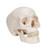 Classic Human Skull Model with Brain, 8-parts - 3B Smart Anatomy