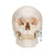 Human Classic Skull Model, 3 part - 3B Smart Anatomy
