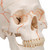 Human Classic Skull Model, 3 part - 3B Smart Anatomy