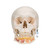 This dental skull with opened mandible exposes tooth roots with vessels and nerves. The cranial sutures are shown in color, as are the meningeal vessels and venous sinuses. This skull is a great tool for dental students and teachers alike.