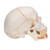 This dental skull with opened mandible exposes tooth roots with vessels and nerves. The cranial sutures are shown in color, as are the meningeal vessels and venous sinuses. This skull is a great tool for dental students and teachers alike.