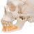 This dental skull with opened mandible exposes tooth roots with vessels and nerves. The cranial sutures are shown in color, as are the meningeal vessels and venous sinuses. This skull is a great tool for dental students and teachers alike.