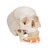 This dental skull with opened mandible exposes tooth roots with vessels and nerves. The cranial sutures are shown in color, as are the meningeal vessels and venous sinuses. This skull is a great tool for dental students and teachers alike.