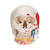 This dental skull with opened mandible exposes tooth roots with vessels and nerves. The skull model also features the numbering of the cranial bones, bone components, fissures, foramina and other structures. The cranial sutures are shown in color, as are the meningeal vessels and venous sinuses. For added anatomical detail muscle origins (red) and insertions (blue) are represented on the left side of this human skull model.