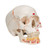 This dental skull with opened mandible exposes tooth roots with vessels and nerves. The skull model also features the numbering of the cranial bones, bone components, fissures, foramina and other structures. The cranial sutures are shown in color, as are the meningeal vessels and venous sinuses. For added anatomical detail muscle origins (red) and insertions (blue) are represented on the left side of this human skull model.