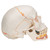 This dental skull with opened mandible exposes tooth roots with vessels and nerves. The skull model also features the numbering of the cranial bones, bone components, fissures, foramina and other structures. The cranial sutures are shown in color, as are the meningeal vessels and venous sinuses. For added anatomical detail muscle origins (red) and insertions (blue) are represented on the left side of this human skull model.