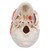 In this human skull model the masticatory muscles (masseter, temporal, medial and lateral pterygoid muscles) are represented as elastic bands. This skull model is suited to demonstrate the function of the masticator muscles with jaw occlusion, the initial stage of jaw opening and the movements of the mandible to the side and front. The skullcap is removable.