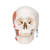 In this human skull model the masticatory muscles (masseter, temporal, medial and lateral pterygoid muscles) are represented as elastic bands. This skull model is suited to demonstrate the function of the masticator muscles with jaw occlusion, the initial stage of jaw opening and the movements of the mandible to the side and front. The skullcap is removable.