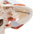 In this human skull model the masticatory muscles (masseter, temporal, medial and lateral pterygoid muscles) are represented as elastic bands. This skull model is suited to demonstrate the function of the masticator muscles with jaw occlusion, the initial stage of jaw opening and the movements of the mandible to the side and front. The skullcap is removable.