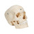 BONElike Human Bony Skull Model, 6 part - 3B Smart Anatomy