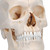 BONElike Human Bony Skull Model, 6 part - 3B Smart Anatomy