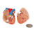 Mini Human Torso Model, 12 part - 3B Smart Anatomy