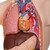 Mini Human Torso Model, 12 part - 3B Smart Anatomy