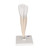 Lower Canine Human Tooth Model, 2 part - 3B Smart Anatomy