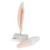 Lower Canine Human Tooth Model, 2 part - 3B Smart Anatomy