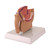 Male Pelvis Model, Half-Size MG17216