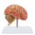 Brain with Arteries Model, Saggital Section