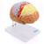 Neuro Brain Model, 1.5X Enlarged, 4 Parts