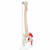 Luxury Flexible Spinal Column Model Painted with Femur Head
