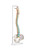 Classic Flexible Spine Model with Femur Heads & Sacral Opening MG21885