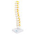 Thoracic Spine Model MG21888U
