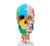 Didactic Skull with Muscle Insertion Model MG22306U