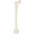 Femur Model MG23399U