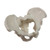 Male Pelvis MG22966U