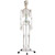 Adult Skeleton Mounted on Stand with Casters MG22949U