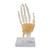 Hand Joint with Ligaments Model MG24049U