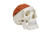 Skull with Brain Model, 11-Part MG22292U